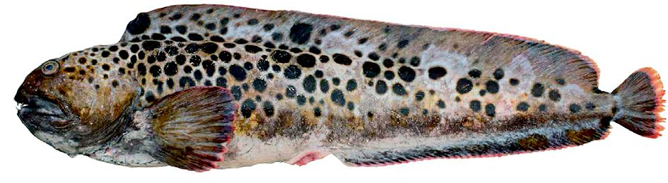 Anarhichas minor_03.jpg